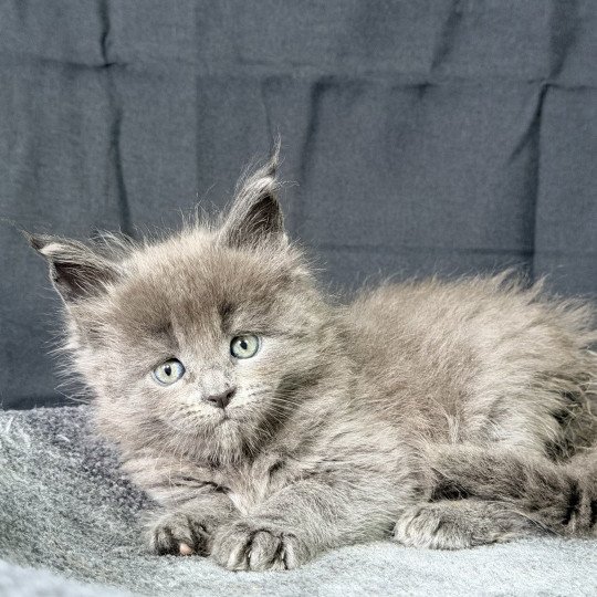 chaton Maine coon blue smoke Arrow Chatterie Des Joyaux d’Égypte