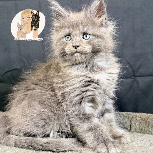 AIZEN Des joyaux d’Égypte Mâle Maine coon