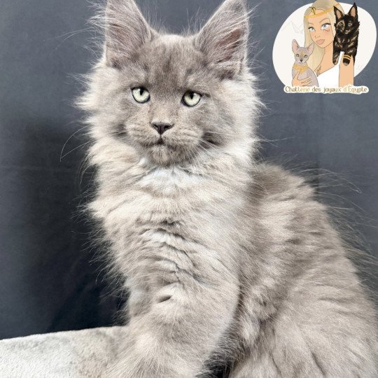 ARROW Des joyaux d’Égypte Mâle Maine coon