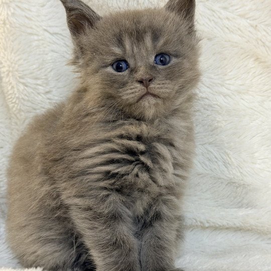 chaton Maine coon blue smoke Aska Chatterie Des Joyaux d’Égypte