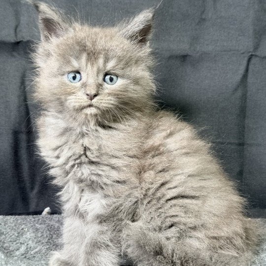 chaton Maine coon blue smoke Aska Chatterie Des Joyaux d’Égypte