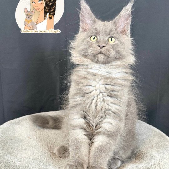 ASKA Des joyaux d’Égypte Mâle Maine coon