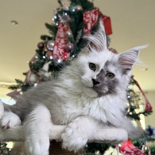 ASLAN Mâle Maine coon