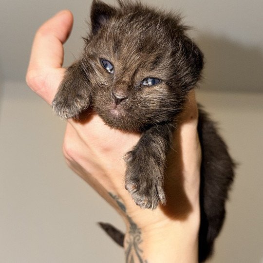 chaton Maine coon black Athéssy Chatterie Des Joyaux d’Égypte