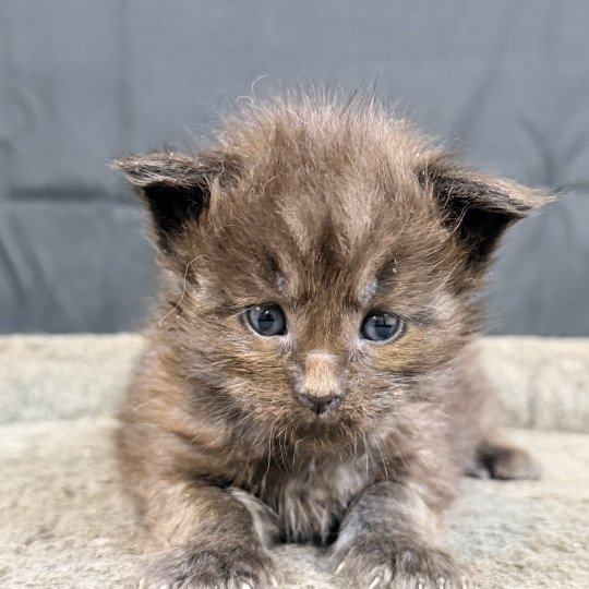 ATHÉSSY Des joyaux d’Égypte Femelle Maine coon