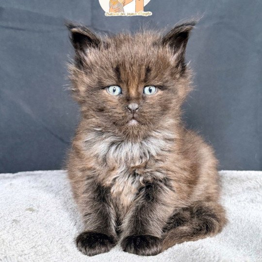 chaton Maine coon black ATHÉSSY Chatterie Des Joyaux d’Égypte