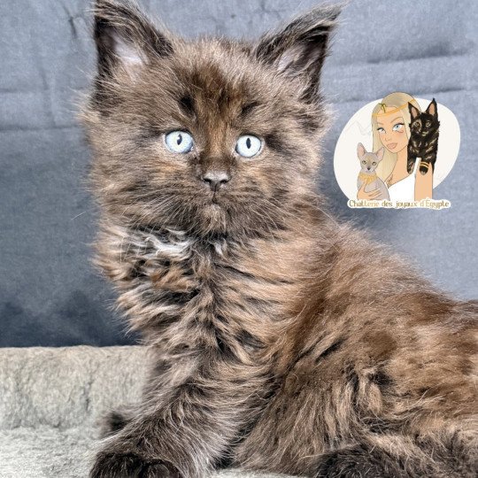 chaton Maine coon black ATHÉSSY Chatterie Des Joyaux d’Égypte