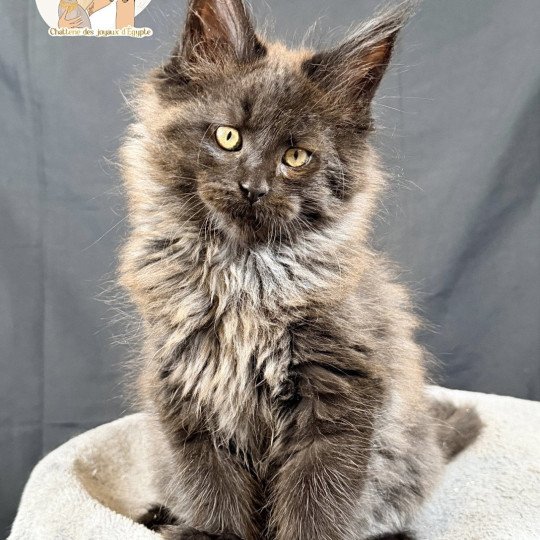 chaton Maine coon black ATHÉSSY Chatterie Des Joyaux d’Égypte