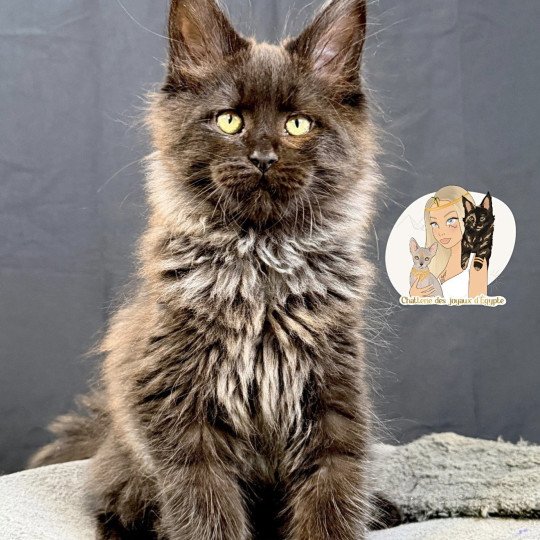 ATHÉSSY Des joyaux d’Égypte Femelle Maine coon