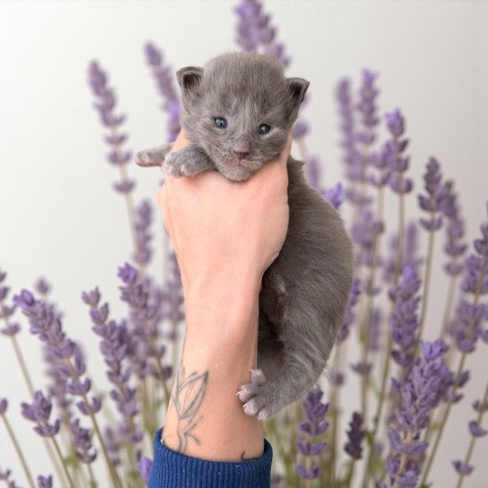 chaton Maine coon blue Azalée Chatterie Des Joyaux d’Égypte