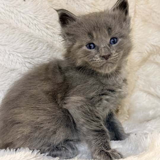 chaton Maine coon blue smoke Azalée Chatterie Des Joyaux d’Égypte