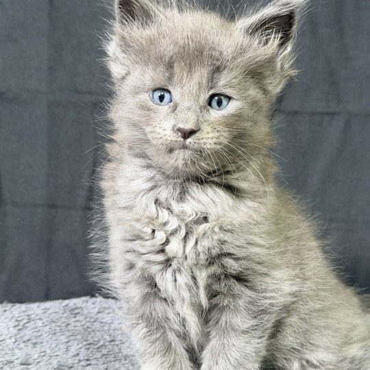 chaton Maine coon blue smoke Azalée Chatterie Des Joyaux d’Égypte
