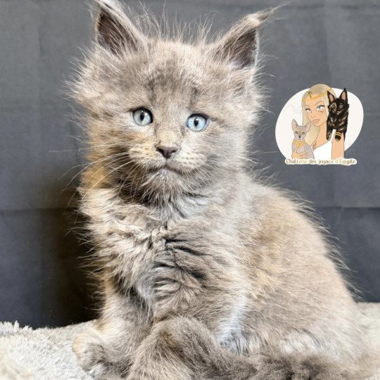 chaton Maine coon blue smoke Azalée Chatterie Des Joyaux d’Égypte