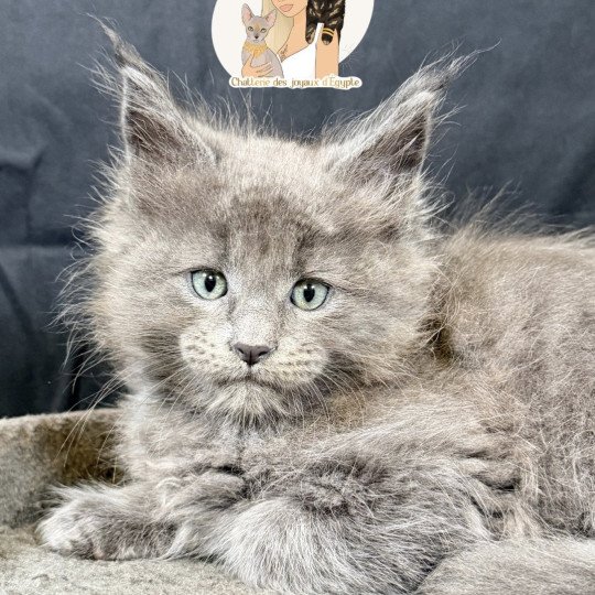 Azalée Des joyaux d’Égypte Mâle Maine coon