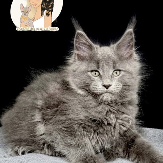 Azalée Des joyaux d’Égypte Mâle Maine coon