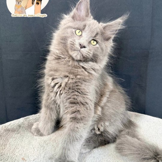 AZALÉE Des joyaux d’Égypte Mâle Maine coon