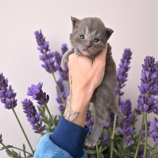 chaton Maine coon blue Azlane Chatterie Des Joyaux d’Égypte