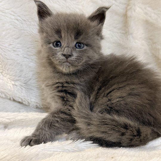 chaton Maine coon blue smoke Anéya Chatterie Des Joyaux d’Égypte