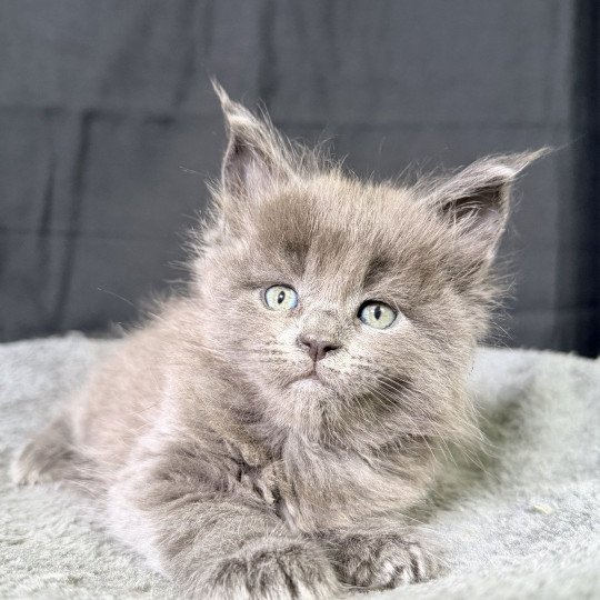 chaton Maine coon blue smoke Anéya Chatterie Des Joyaux d’Égypte
