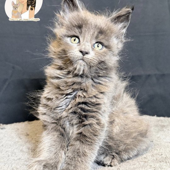 chaton Maine coon blue smoke Anéya Chatterie Des Joyaux d’Égypte