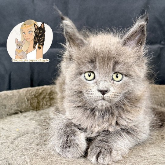 ANÉYA Des joyaux d’Égypte Femelle Maine coon