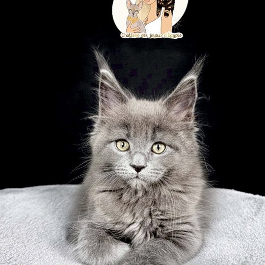 ANÉYA Des joyaux d’Égypte Femelle Maine coon