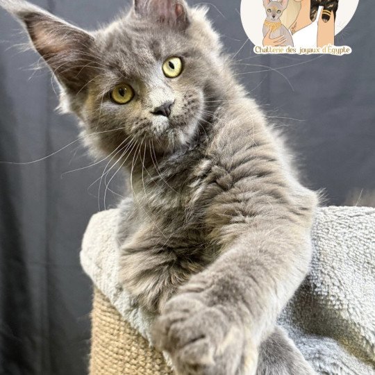 ANÉYA Des joyaux d’Égypte Femelle Maine coon