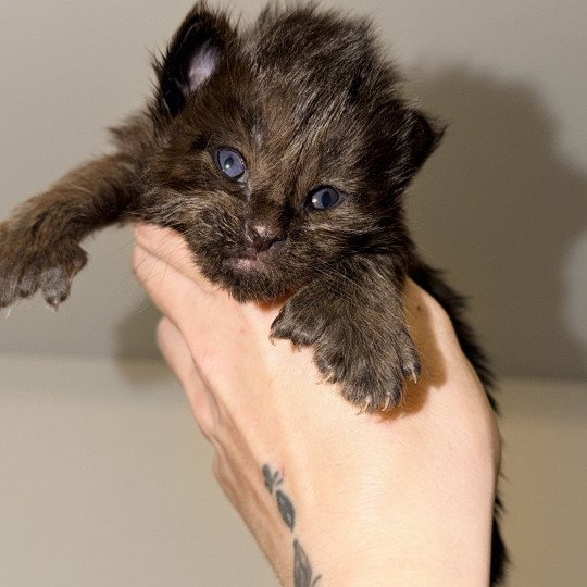 chaton Maine coon polydactyle black Angel Chatterie Des Joyaux d’Égypte