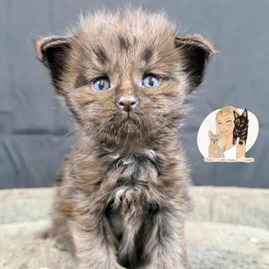 AÏKA Des joyaux d’Égypte Femelle Maine coon polydactyle