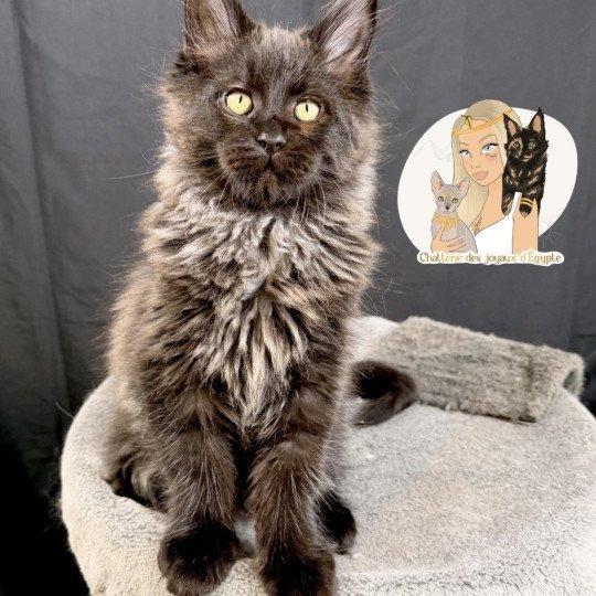 AÏKA Des joyaux d’Égypte Femelle Maine coon polydactyle