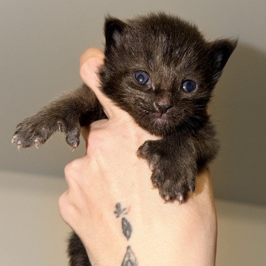 chaton Maine coon polydactyle black Ayuki Chatterie Des Joyaux d’Égypte