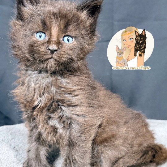 chaton Maine coon polydactyle black AYUKI Chatterie Des Joyaux d’Égypte