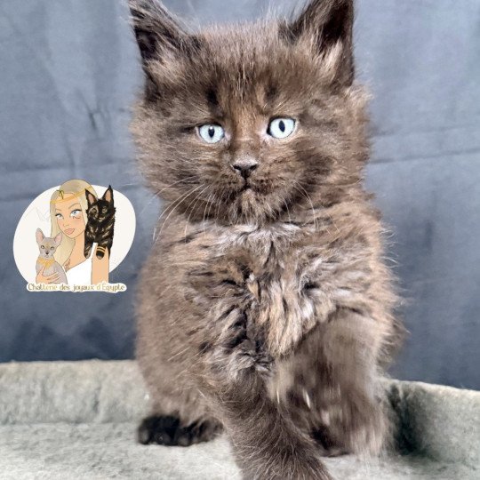 chaton Maine coon polydactyle black AYUKI Chatterie Des Joyaux d’Égypte