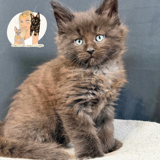 chaton Maine coon polydactyle black AYUKI Chatterie Des Joyaux d’Égypte