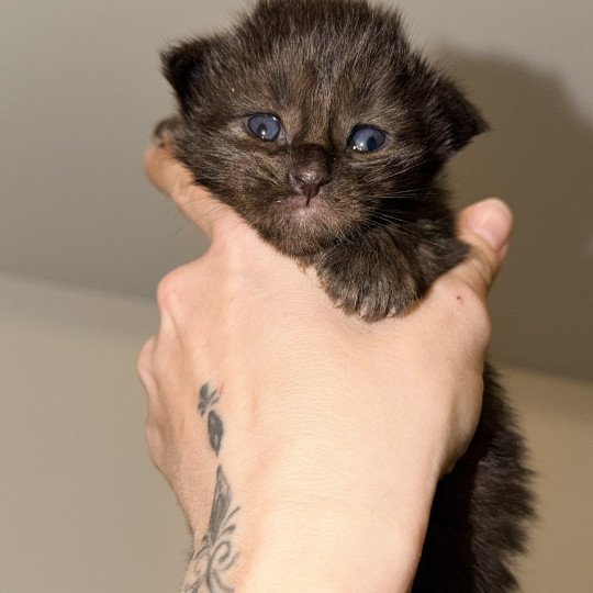 chaton Maine coon polydactyle black Atzuko Chatterie Des Joyaux d’Égypte