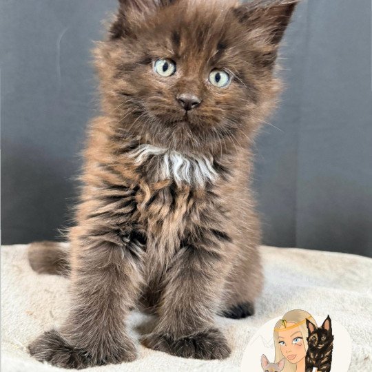 chaton Maine coon polydactyle black ATZUKO Chatterie Des Joyaux d’Égypte