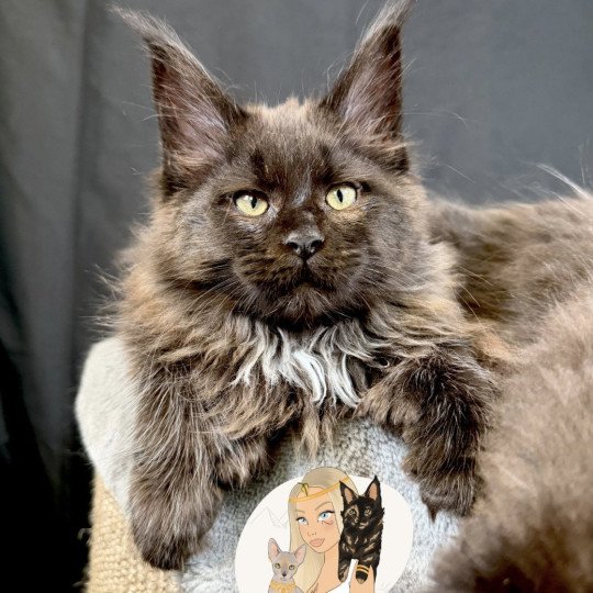 ATZUKO Des joyaux d’Égypte Mâle Maine coon polydactyle