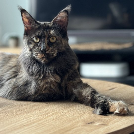 chat Maine coon polydactyle black tortie smoke U’Naïa Chatterie Des Joyaux d’Égypte