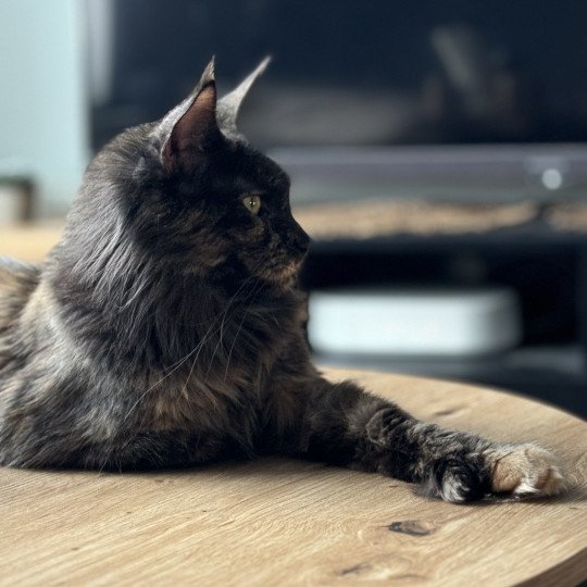chat Maine coon polydactyle black tortie smoke U’Naïa Chatterie Des Joyaux d’Égypte