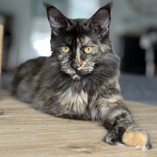 chat Maine coon polydactyle black tortie smoke U’Naïa Chatterie Des Joyaux d’Égypte