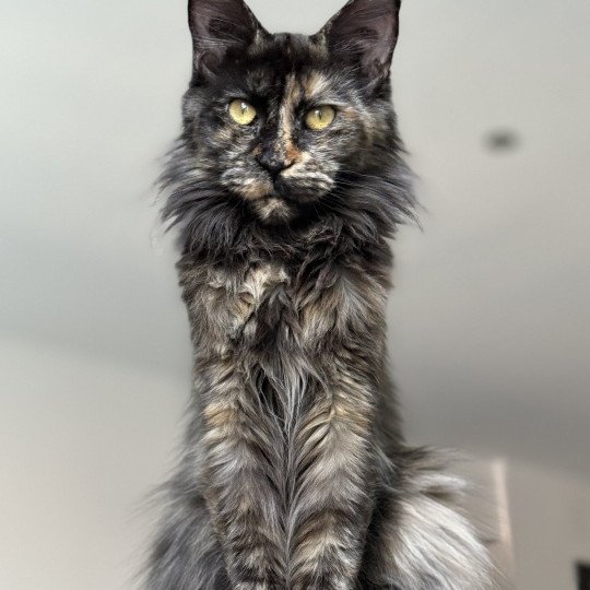 chat Maine coon polydactyle black tortie smoke U’Naïa Chatterie Des Joyaux d’Égypte