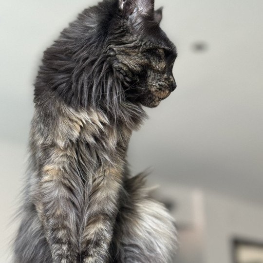 chat Maine coon polydactyle black tortie smoke U’Naïa Chatterie Des Joyaux d’Égypte