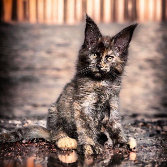 chat Maine coon polydactyle black tortie smoke U’Naïa Chatterie Des Joyaux d’Égypte