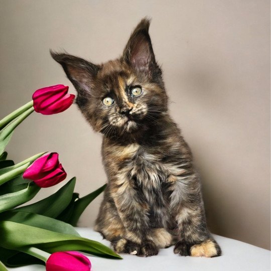 chat Maine coon polydactyle black tortie smoke U’Naïa Chatterie Des Joyaux d’Égypte