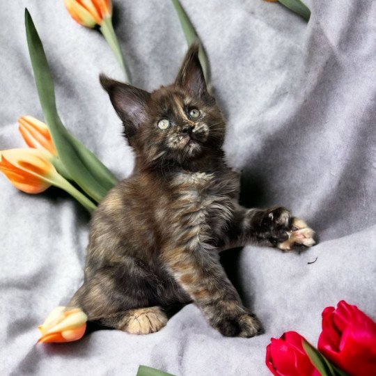 chat Maine coon polydactyle black tortie smoke U’Naïa Chatterie Des Joyaux d’Égypte