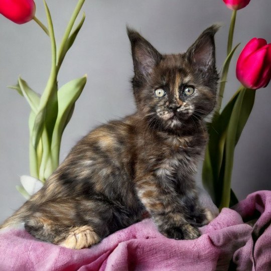 chat Maine coon polydactyle black tortie smoke U’Naïa Chatterie Des Joyaux d’Égypte