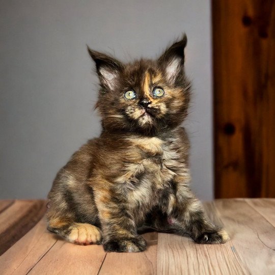 chat Maine coon polydactyle black tortie smoke U’Naïa Chatterie Des Joyaux d’Égypte