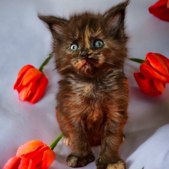 chat Maine coon polydactyle black tortie smoke U’Naïa Chatterie Des Joyaux d’Égypte