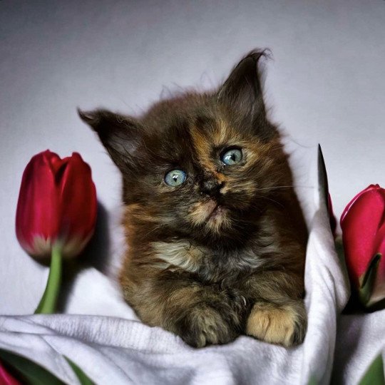chat Maine coon polydactyle black tortie smoke U’Naïa Chatterie Des Joyaux d’Égypte