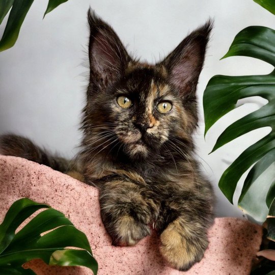 chat Maine coon polydactyle black tortie smoke U’Naïa Chatterie Des Joyaux d’Égypte